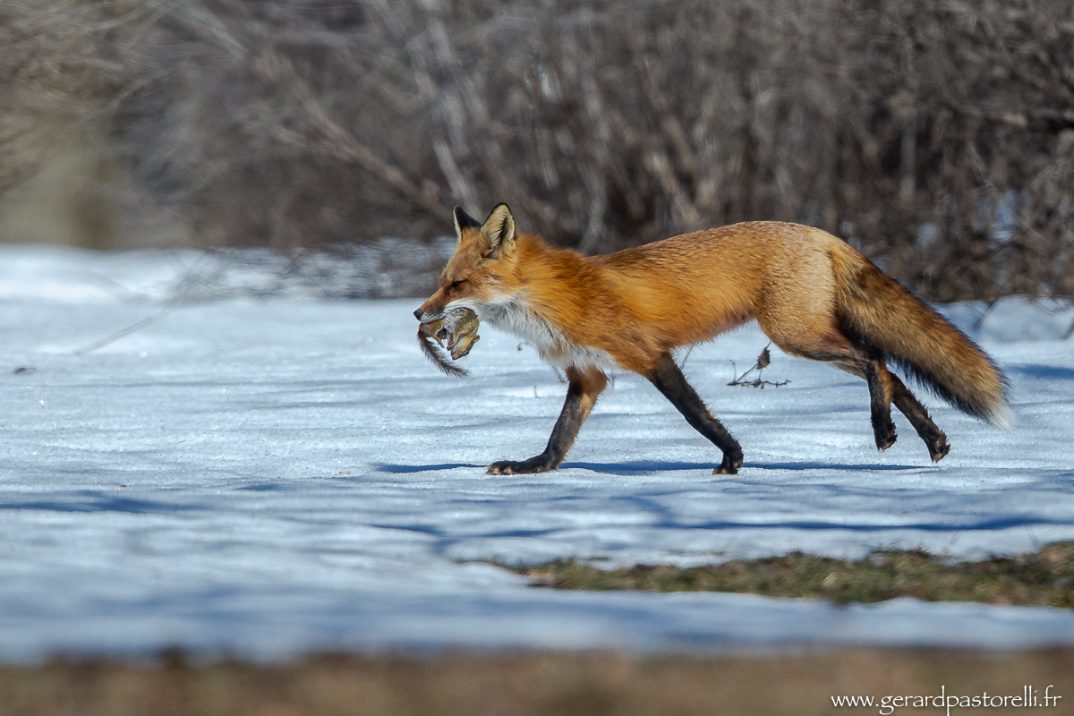 Renard en chasse 5